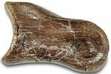 Theropod Dinosaur Phalanx Bone - Judith River Formation #313460-1